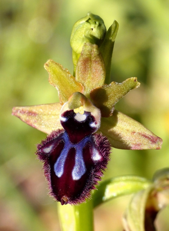 Ophrys incubacea?